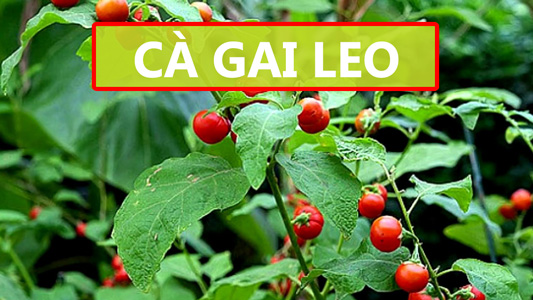 Cà gai leo trị mụn tốt ra sao?