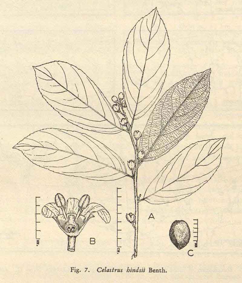 Hình ảnh cây xạ đen theo wikipedia