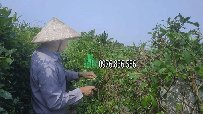 Dây thìa canh được trồng tại Hòa Bình