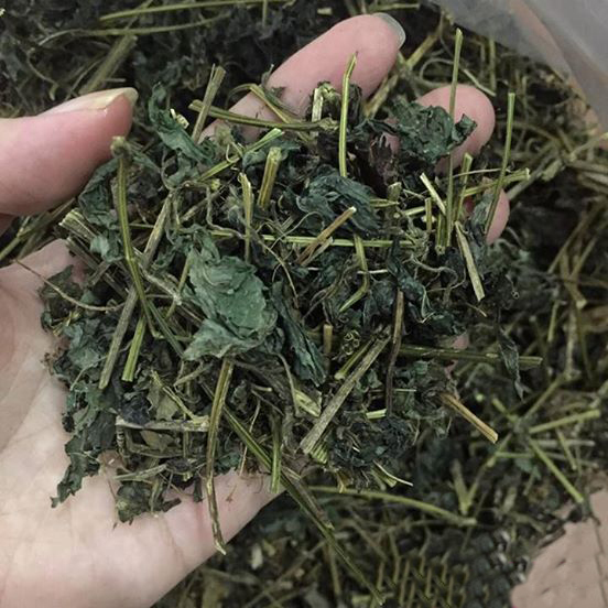 Cây giảo cổ lam được phơi khô