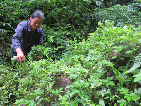 Giảo cổ lam Hòa Bình