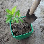 Cách trồng cây xạ đen trong chậu