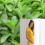 Phụ nữ đang mang thai có uống được cây cỏ ngọt không?