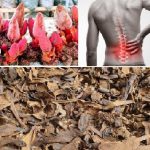 Nấm ngọc cẩu hỗ trợ điều trị đau lưng mỏi gối