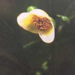 Cách chọn cây giống trà hoa vàng Ginbert Tam Đảo