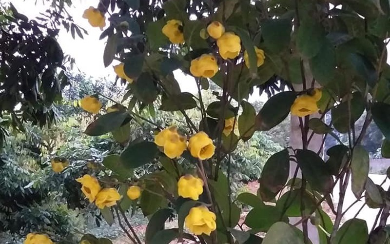 Các hiện trạng cây trà hoa vàng Tam Đảo