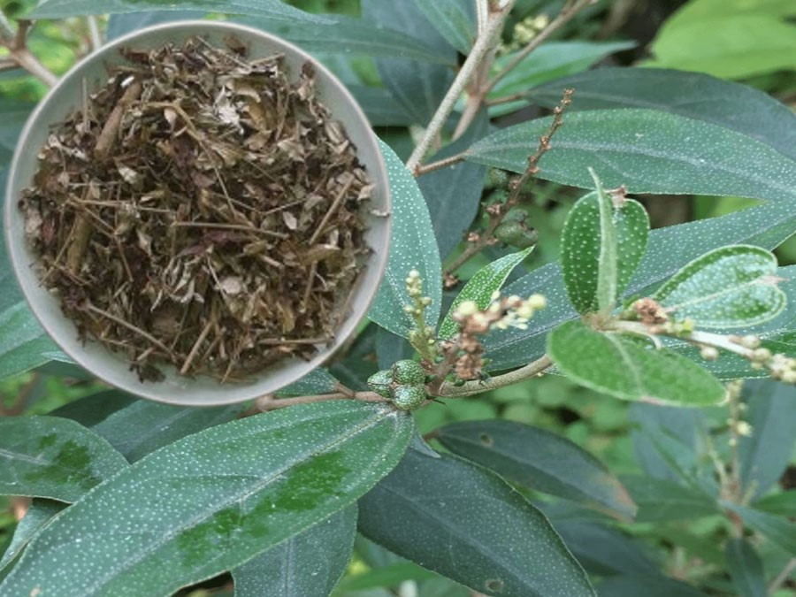 Cây khổ sâm - Trang 2 trên 2 - Dược Liệu Hòa Bình
