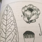 Phân tích quả và thời kỳ ra hoa Cây trà hoa vàng Tam Đảo