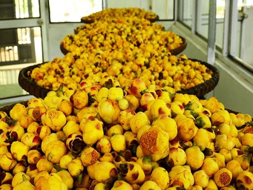 Báo giá trà hoa vàng tại Hà Nội