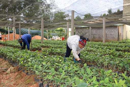 Công ty bán cây giống trà hoa vàng Tam Đảo tại Hà Nội 