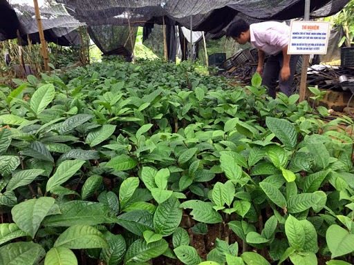 Công ty bán cây giống trà hoa vàng Tam Đảo tại Hà Nội 