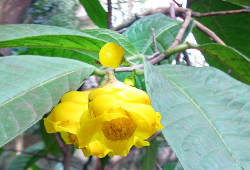 Mua cây giống trà hoa vàng tại Hà Nội