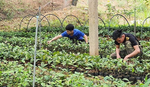 Cách chọn lọc cây giống trà hoa vàng tại Nghệ An 