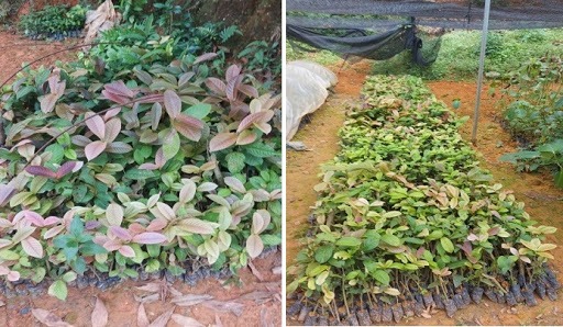 Công ty cây giống trà hoa vàng tại Nghệ An