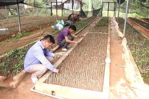 Công ty cây giống trà hoa vàng tại Nghệ An