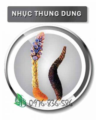 Các món ăn bổ dưỡng từ nhục thung dung dành cho cả nam và nữ