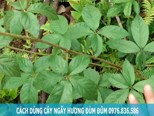 Cách dùng cây ngấy hương đùm đũm