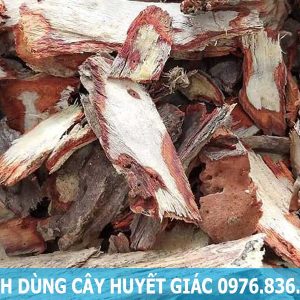 Cách dùng cây huyết giác