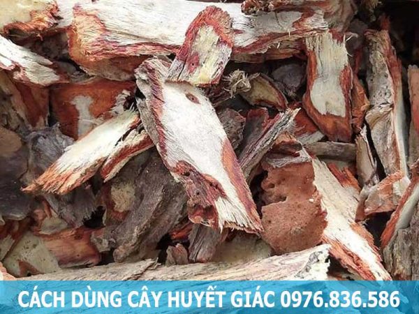 Cách dùng cây huyết giác