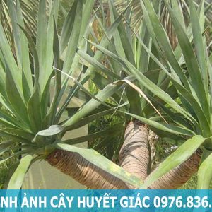 Hình ảnh cây huyết giác