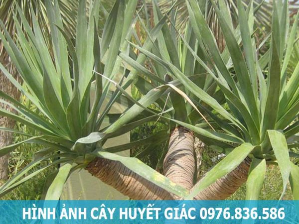 Hình ảnh cây huyết giác