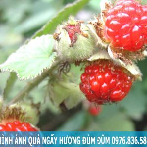 Hình ảnh quả ngấy hương đùm đũm