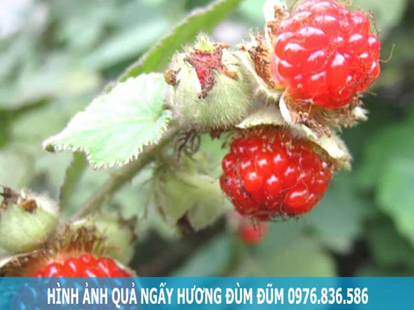 Hình ảnh quả ngấy hương đùm đũm