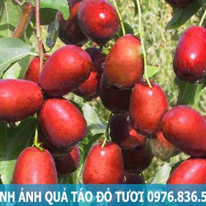 Hình ảnh quả táo đỏ tươi