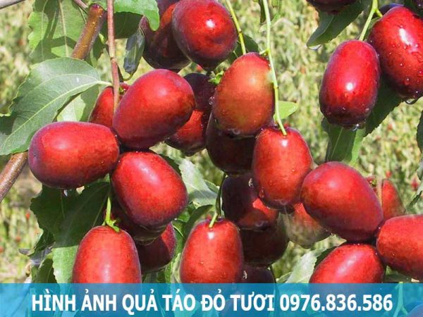 Hình ảnh quả táo đỏ tươi