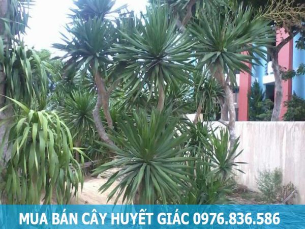 Mua bán cây huyết giác