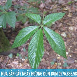 Mua bán cây ngấy hương đùm đũm