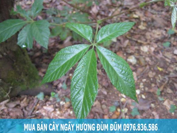 Mua bán cây ngấy hương đùm đũm