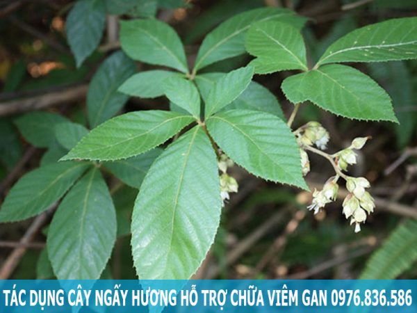 Tác dụng cây ngấy hương hỗ trợ chữa viêm gan