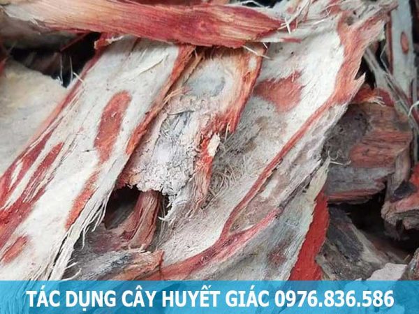 Hình ảnh cây huyết giác