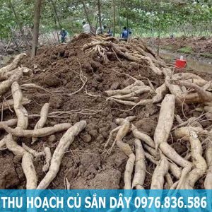 Thu hoạch củ sắn dây