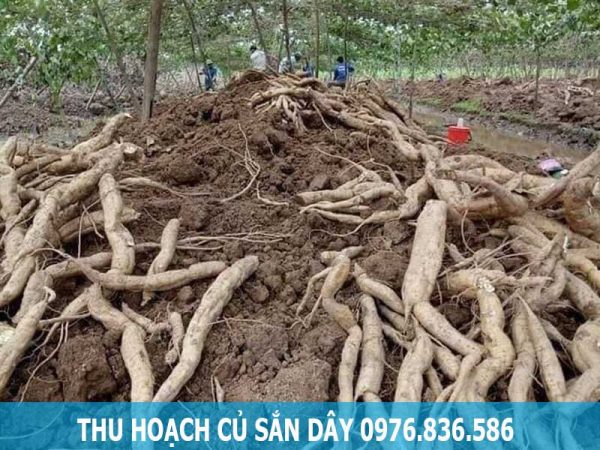 Thu hoạch củ sắn dây