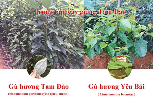 Phân tích cây giống Gù Hương Xá Xị Tam Đảo
