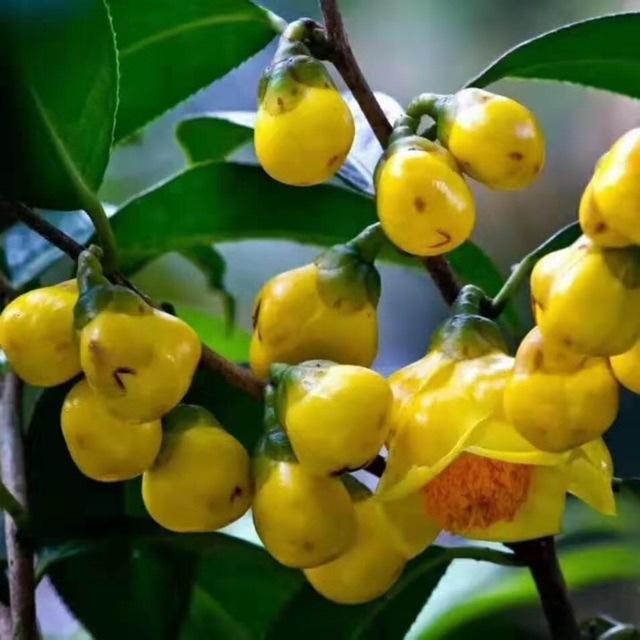 Lịch sử phát triển cây trà hoa vàng Trung quốc Kim Hoa Trà