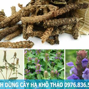 Cách dùng hạ khô thảo hiệu quả