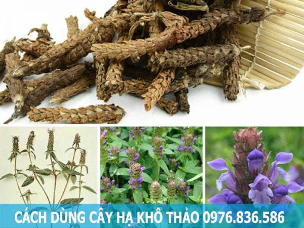 Cách dùng hạ khô thảo hiệu quả