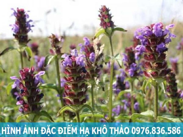 Hình ảnh đặc điểm cây hạ khô thảo