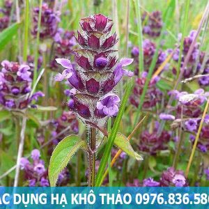 Tác dụng cây hạ khô thảo