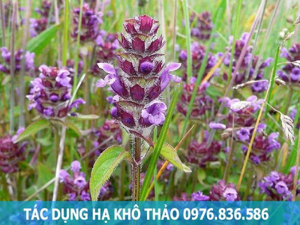 Tác dụng cây hạ khô thảo