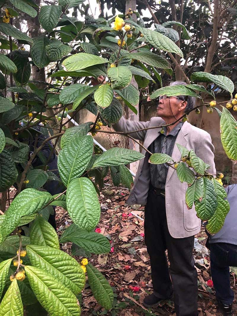 Cây giống trà hoa vàng Hakoda 