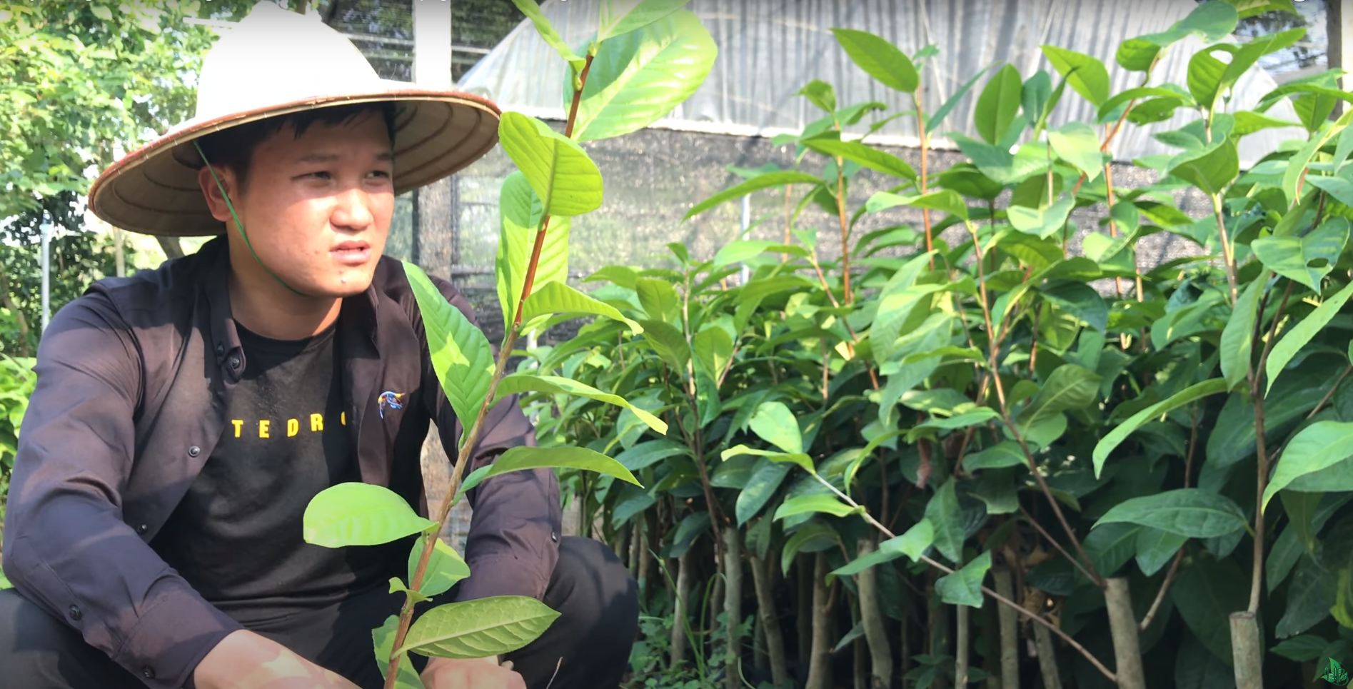 Kỹ thuật trồng cây trà hoa vàng Hakoda mới nhất