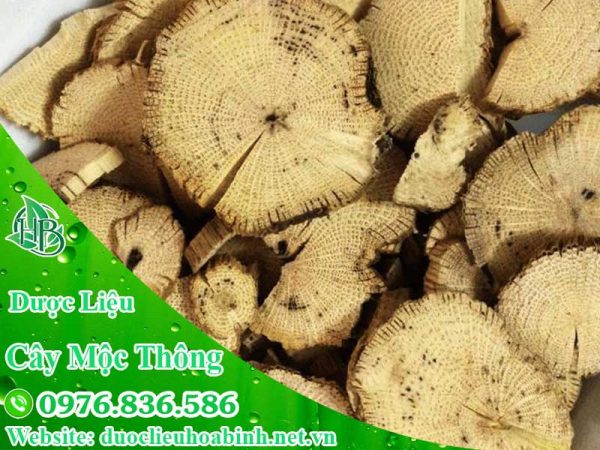 Tác dụng công dụng Mộc Thông