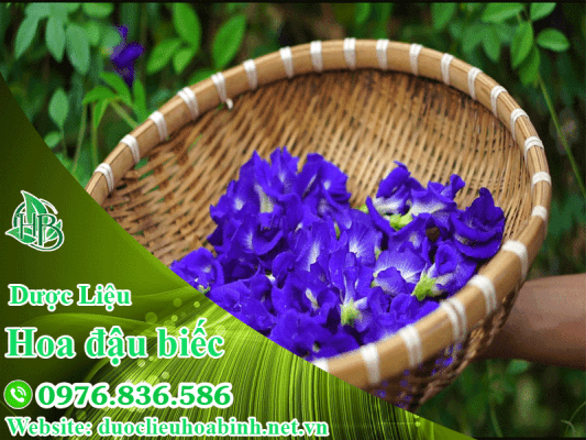 Hoa đậu biếc