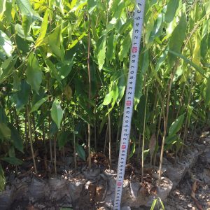 Kỹ thuật trồng cây giống Dó Bầu (Trầm Hương) Tam Đảo