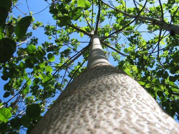 Chi tiết cụ thể và cây giống gỗ Hông