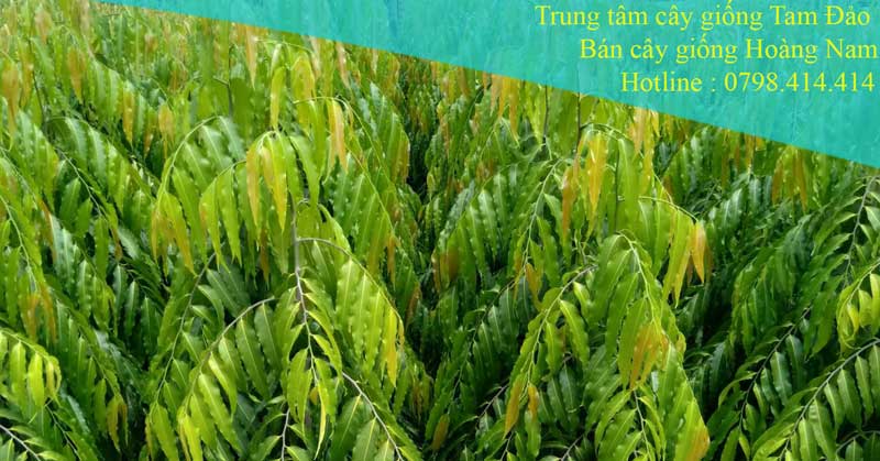 Bán cây giống hoàng nam cây công trình